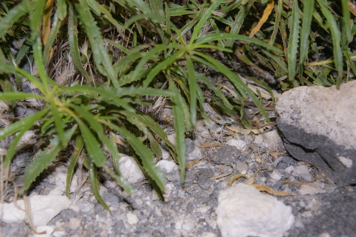 camouflage lizard camouflage lizard